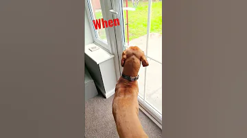 HIS Name IS Ragnar Dogs Vizsla Yummy 