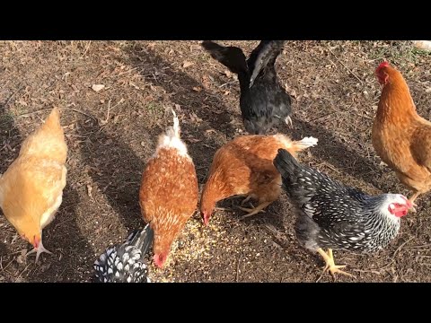 Hand-feeding Mealworms And Superworms To Our New Chickens!
