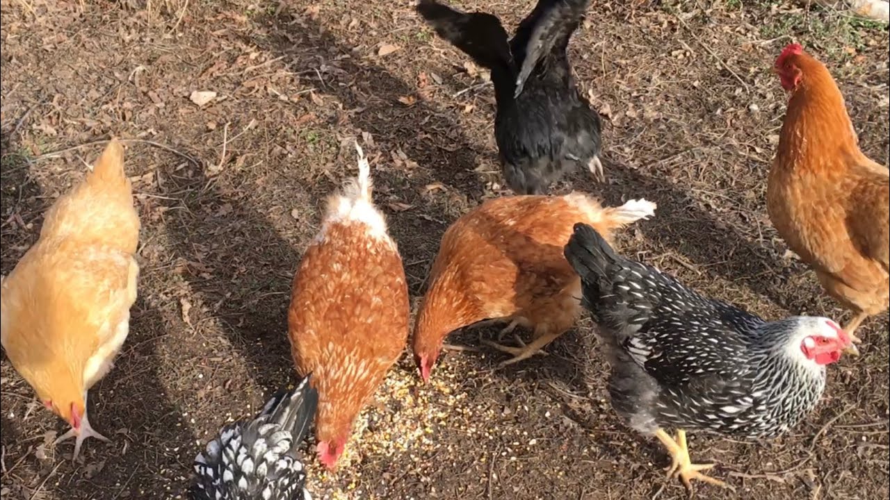 Hand-feeding Mealworms and Superworms to Our New Chickens!
