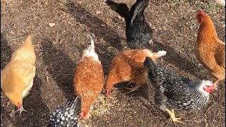 Hand-feeding Mealworms and Superworms to Our New Chickens!
Our backyard chickens (Gallus gallus domesticus) love mealworms and superworms as treats, and we’ll see if these new hens will take them from our hands. To get a Bug Pod like the one we use to breed mealworms,
Here is a link:
https://bugfactory.co.uk/discount/Aquarimax-Pets-10?redirect=%2Fproducts%2Fthe-bug-factory
I get a small commission, at no cost to you. Hand-feeding Mealworms and Superworms to Our New Chickens!