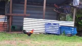 KOKOK AYAM HUTAN IDAMAN - Warisan