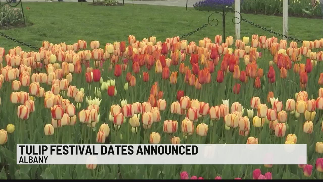 Tulip festival dates announced YouTube