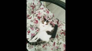 Lina Kedi Fotoğrafları