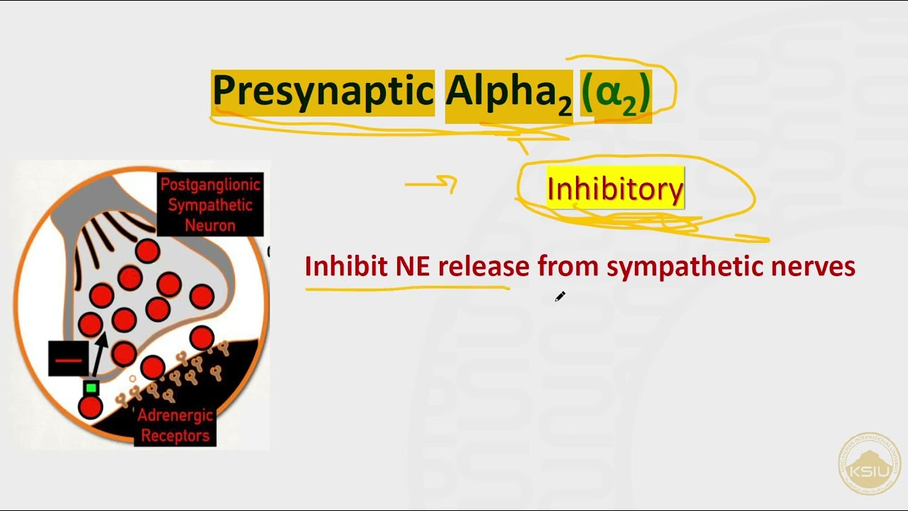 Sympathomimetics 1 | autonomic nervous system pharmacology | Pharmacology course | KSIU