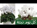 كل يوم نبتة الحلقة 46 نبات بخور مريم سيكلامين      