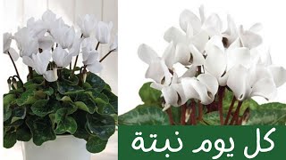 كل يوم نبتة الحلقة 46 نبات  بخور مريم - سيكلامين One plant a day - cyclamen plant