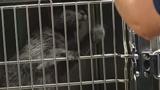 Bryan Animal Center s Clear the Shelter