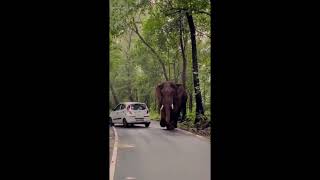Wild Elephant Attacks Vehicle In Athirappilly