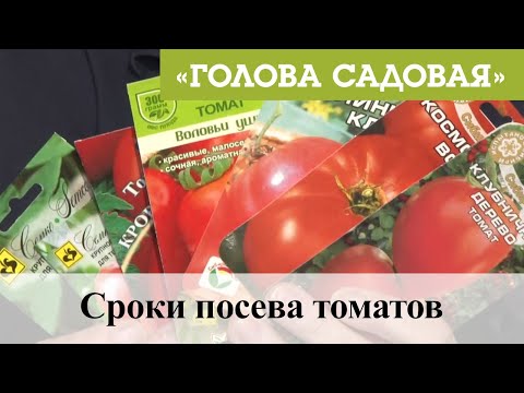 Голова садовая - Сроки посева томатов