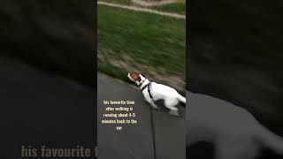 JACK RUSSELL running like crazy  Walks will never be enough hahaha #jackrussell #dog
