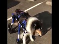 Dog&#39;s First Steps in Walkin&#39; Wheels Dog Wheelchair!