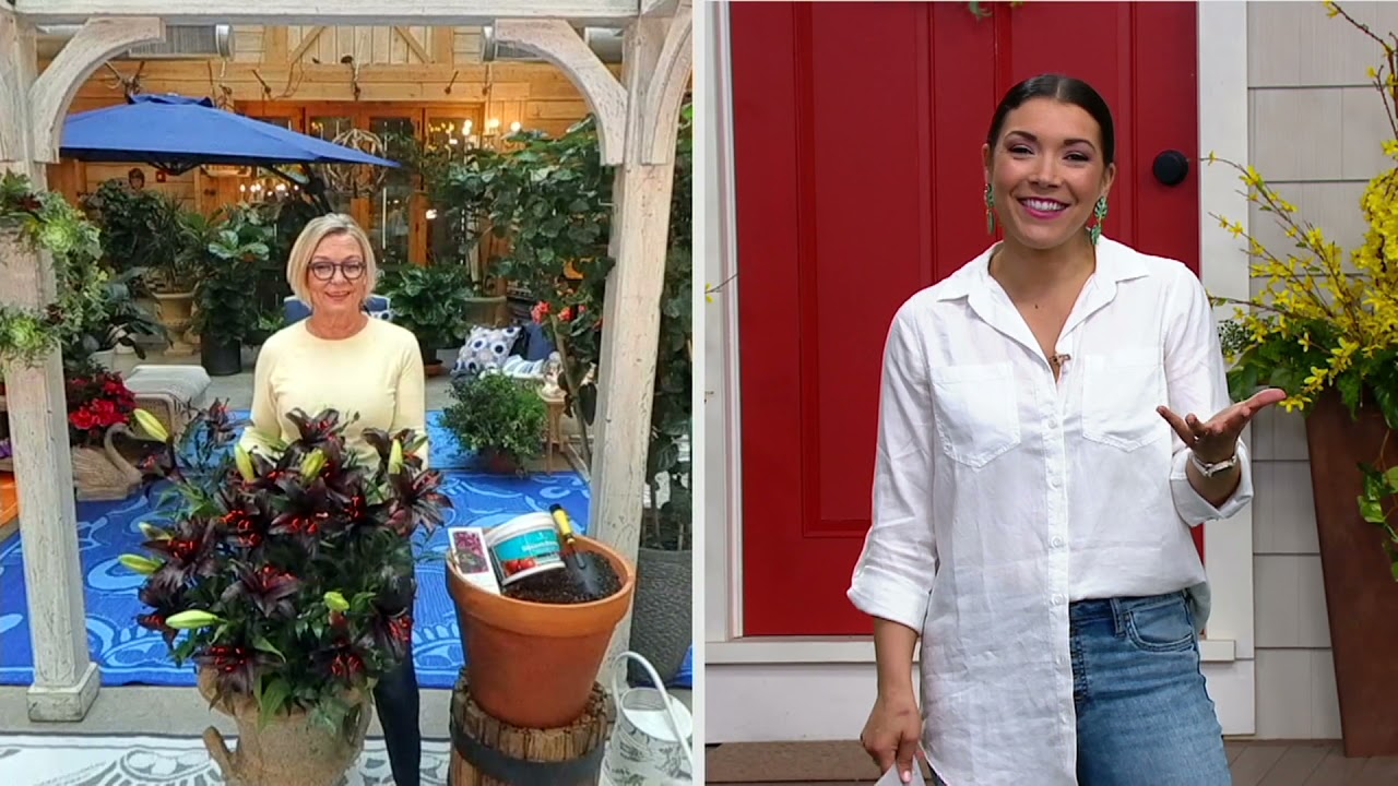 Barbara King 6-Piece Blacklist Lily Live Bulbs on QVC