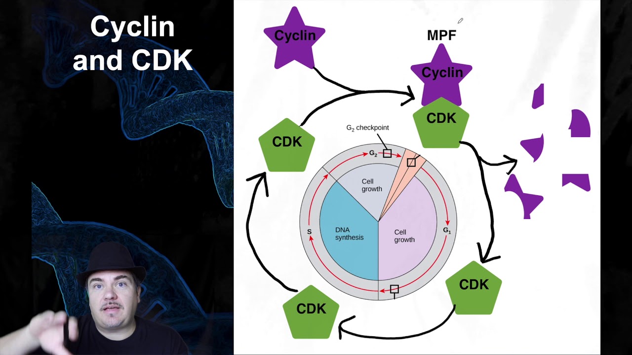 The Cell Cycle and Mitosis: Regulation of the Cell Cycle - YouTube