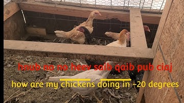 hnub no no heev saib qaib pub ciaj l how are my chickens doing in -20 degrees l ไก่ชน l