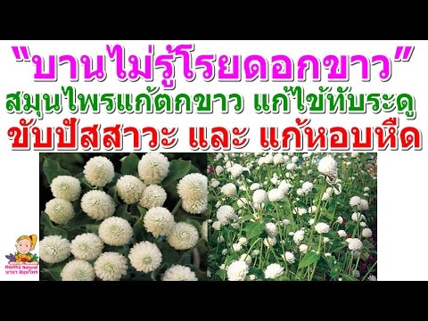 วีดีโอ: Gomphrena ทรงกลม: เมล็ด พันธุ์ การปลูก ลักษณะการดูแล และรูปถ่าย