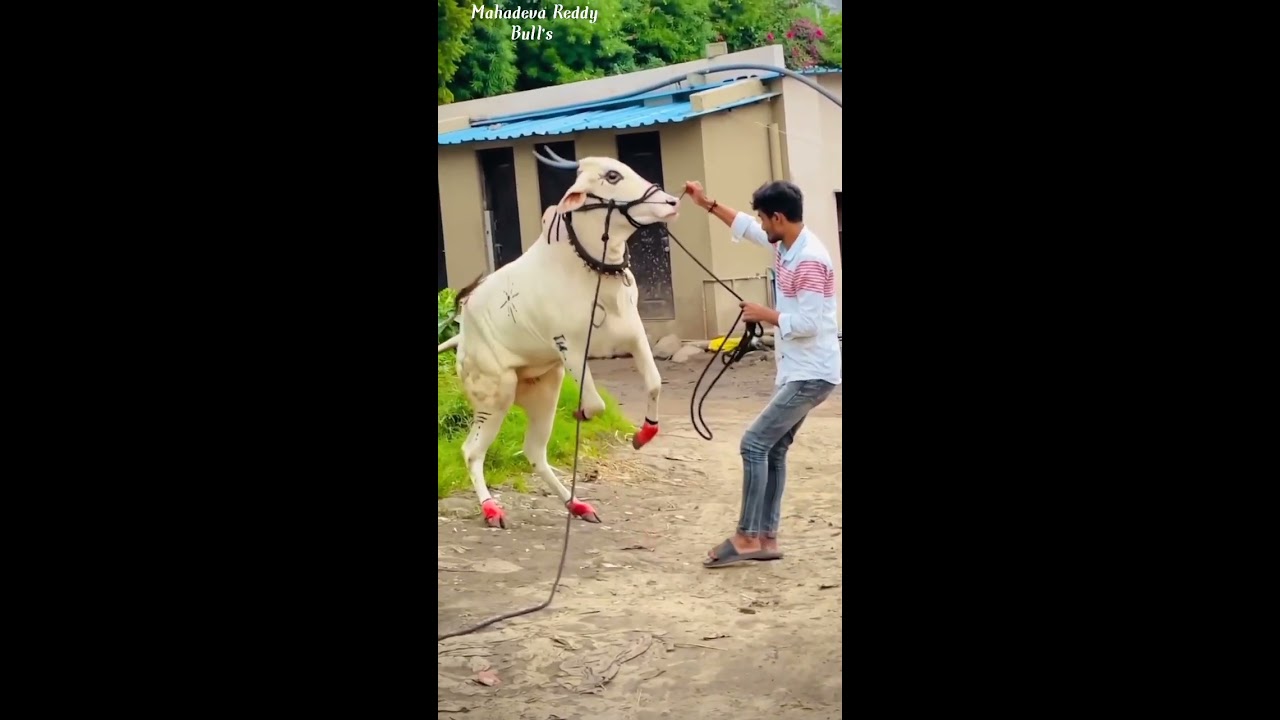 Khillar Cow Jump Like Horse Subscribe