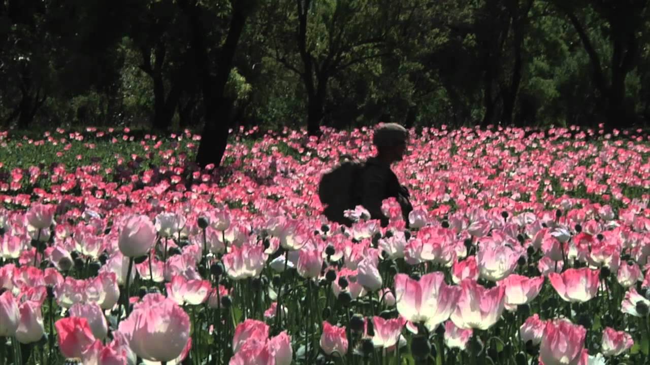 ANP Mine Detector B-Roll - SGT Bryan Spradlin - 16th MPAD