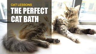 The Perfect Cat Bath by Cat Lessons 1,064 views 1 year ago 1 minute, 39 seconds