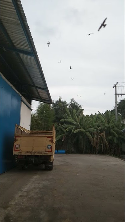 Download lagu burung walet cari makan sore hari