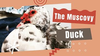 The Muscovy Duck: Everything You Need to Know