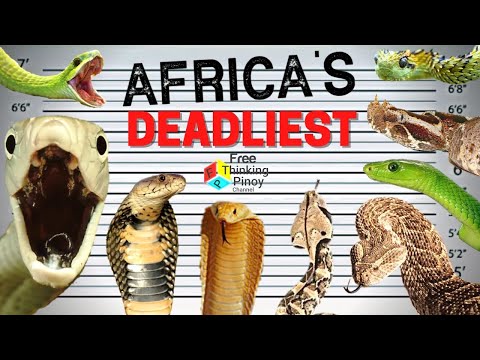 TOP 10 PINAKA DELIKADONG AHAS NG AFRICA | Most Dangerous Snakes of Africa