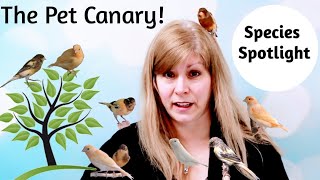 Canaries as Pets: Species Spotlight