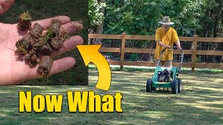 How and When to Aerate Lawns Step by Step