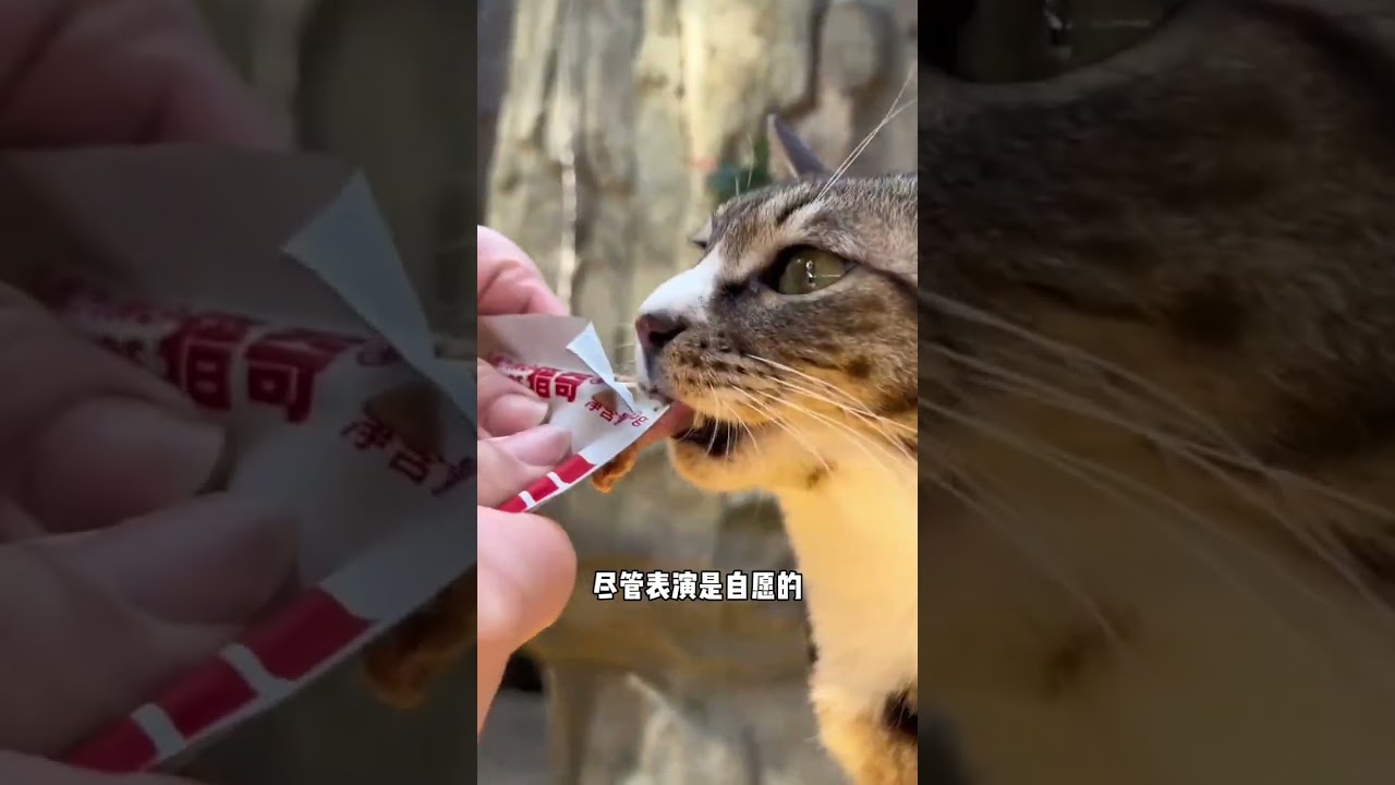civet cat cigarettes Unbelievable! The Secret Celebrity of Aquariums: A Civet Cat Turned Star