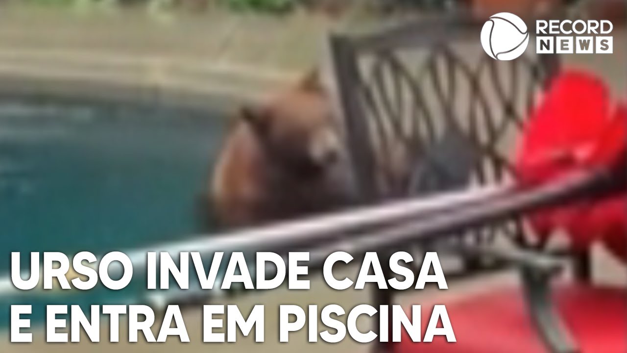 Urso invade casa e entra em piscina durante chuva
