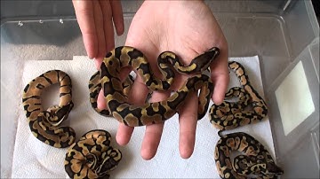 Ball Python Clutch #2 Pastel Enchi x Orange Ghost