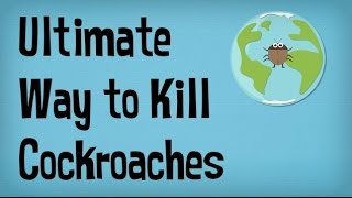 How to Kill Roaches in your House or Apartment | Best way to Kill Cockroaches | Pest Control