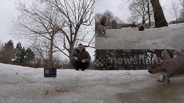 Squirrel Steals GoPro and Runs up a Tree