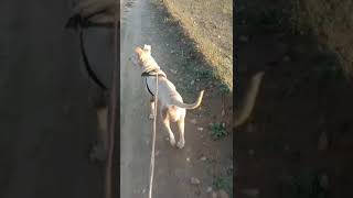 Beautiful Pakistani Kohati Gultair female dog | Karak KPK pure | #doglover #fighter