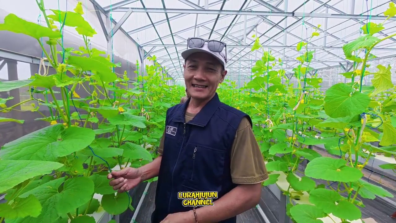 POLINASI MELON WAJIB TAU....