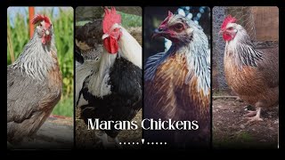 Raising Dorking Chickens, Everything You Need to Succeed by Pups & Pets 103 views 10 months ago 4 minutes, 41 seconds