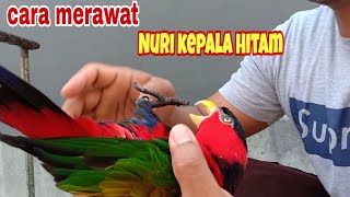 3 cara mudah untuk merawat burung nuri kepala hitam agar sehat dan panjang umur