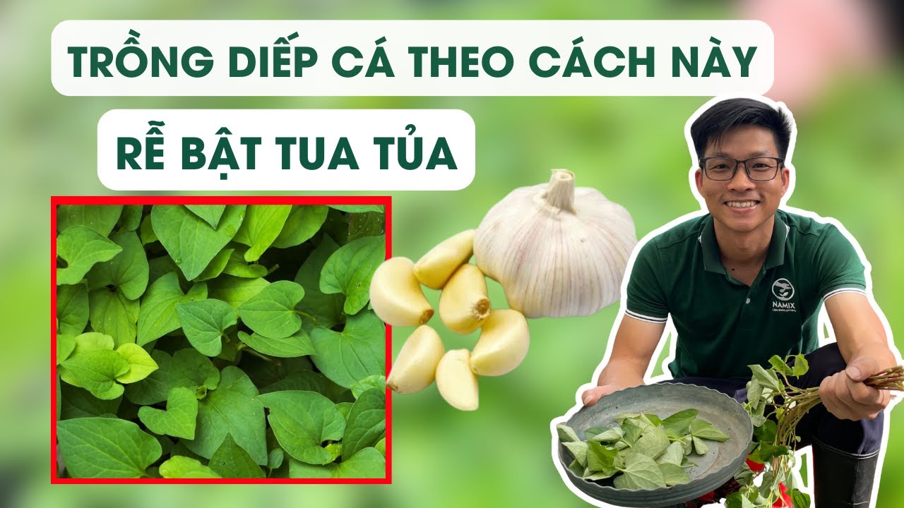 Trồng diếp cá rễ mọc tua tủa chỉ nhờ 1 củ tỏi
