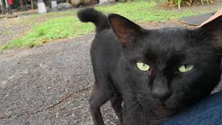 黒猫ちゃんを参道で撫で撫でしてたら懐いてきた