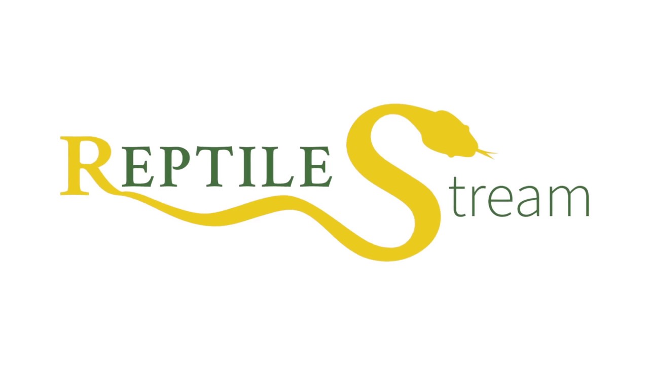 What Happens at a ReptileStream.com Reptile Show? - YouTube