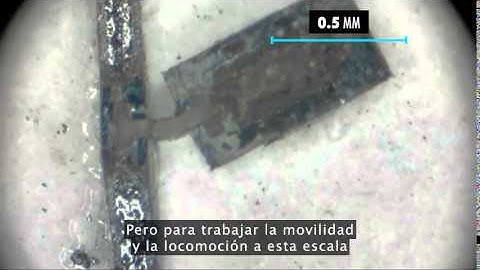 Sarah Bergbreiter: Why I make robots the size of a grain of rice