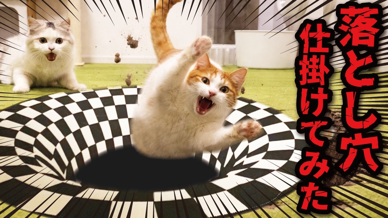 ねこ　三つ繋がってるやつ 楽天市場】猫ホーム 単品 3穴 猫用 猫グッズ アスレチック ラック 穴