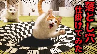 We tried setting up a trick art trap for our cat, and here's what