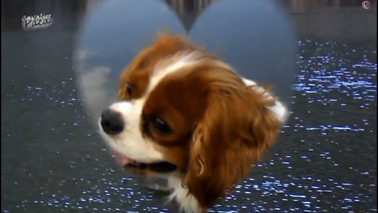 Cavalier King Charles Spaniel - Calmness, nature and my favourite lake - [Paca]