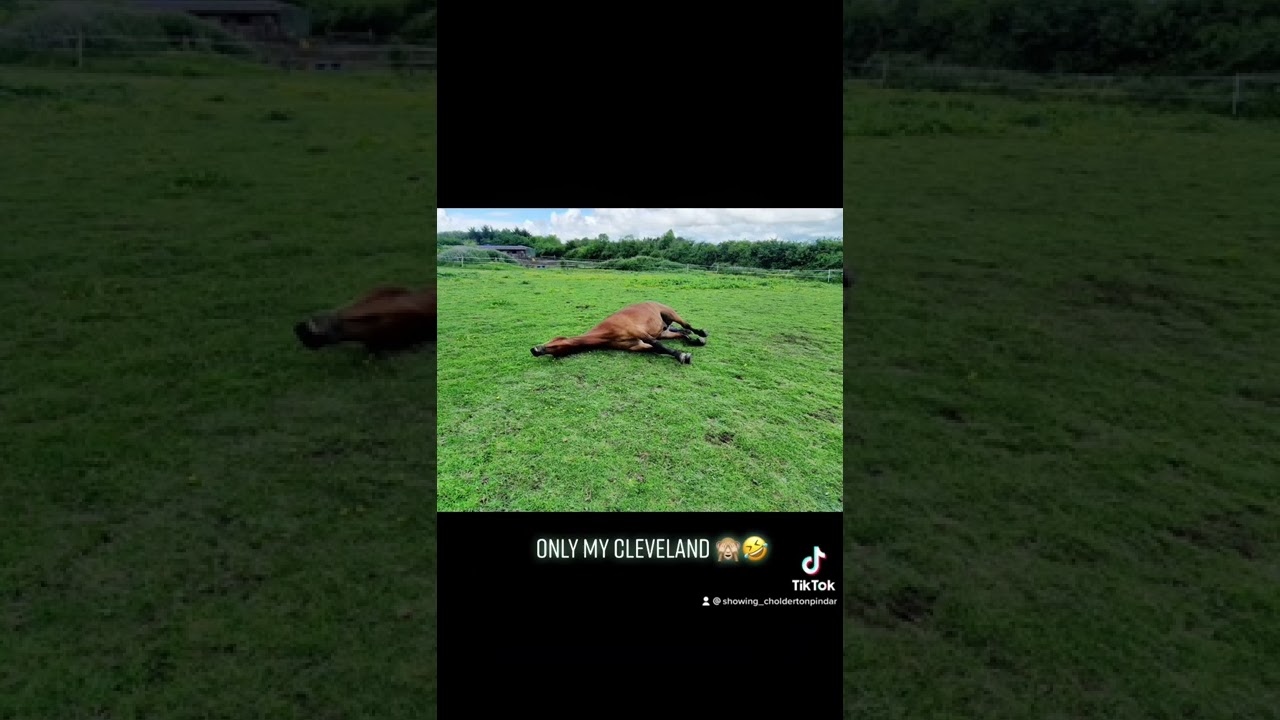 My cleveland bay has way too much personality!