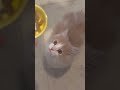 Sevimli kedi yavrusu  kediler cats cat