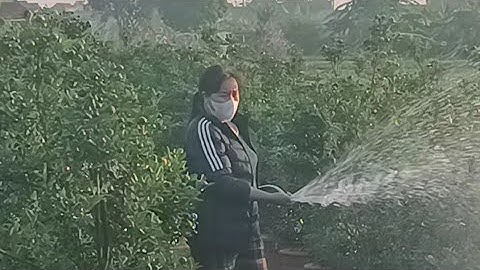 video ngược sáng gửi tới các bạn cô tưới quất cảnh #videoshorts