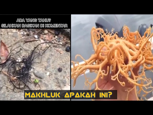 Walaupun Direkam Masih Banyak yang Nggak Percaya, Penampakan Makhluk Aneh ini yang Jadi Viral class=