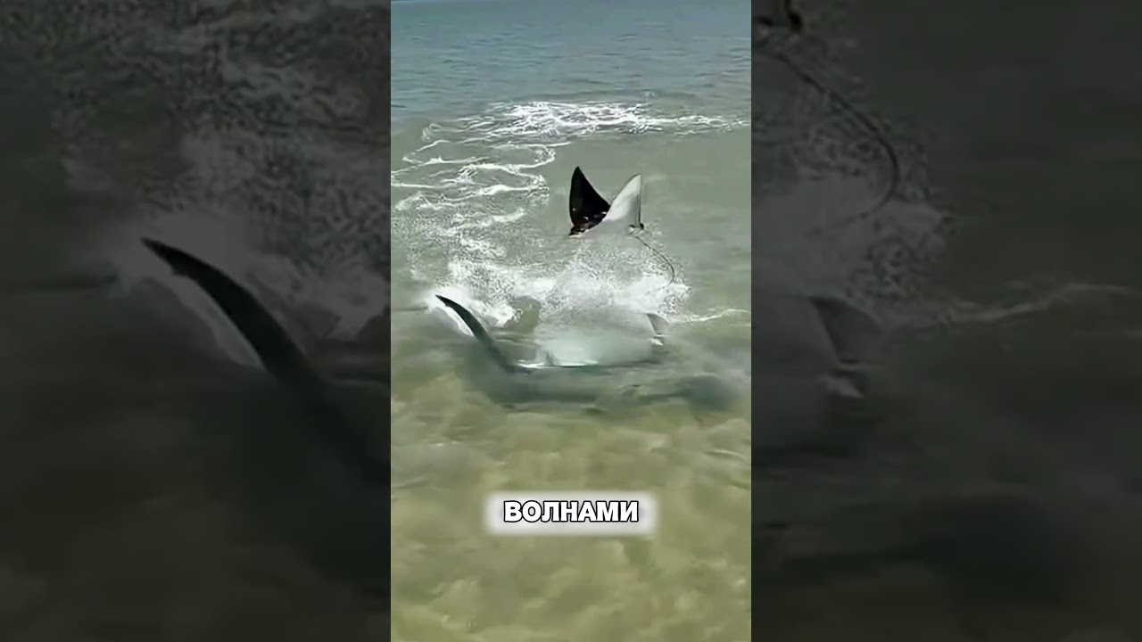Скат перехитрил акулу НА СУШЕ😱🦈🏖