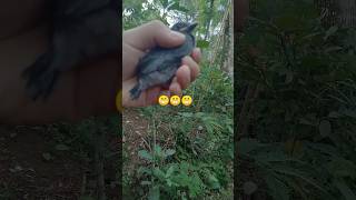 ambil anakan burung srigunting nyawa taruhannya//#vlog #shorts #fyp @toleeric73