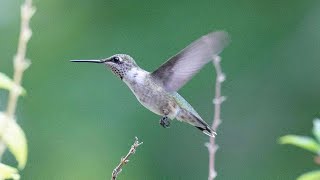 Humming birds arrival time Spring